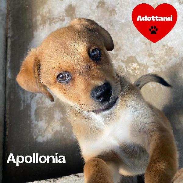 Apollonia Dolce Cucciola Femmina 3 Mesi E Mezzo Cerca Adozione 