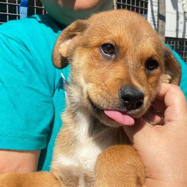Apollonia dolce cucciola femmina 3 mesi e mezzo cerca adozione  Foto 4