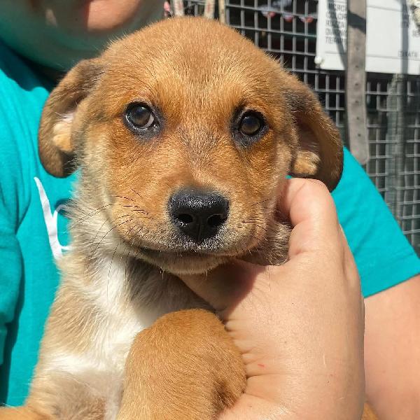 Apollonia dolce cucciola femmina 3 mesi e mezzo cerca adozione  Foto 5