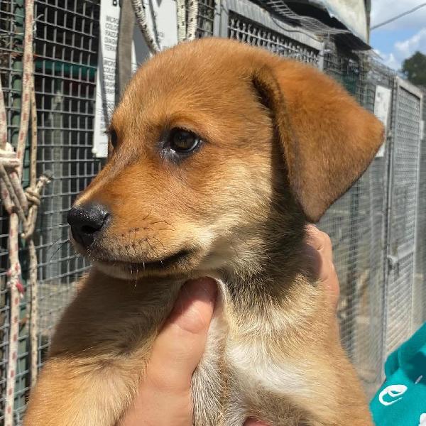 Apollonia dolce cucciola femmina 3 mesi e mezzo cerca adozione  Foto 6