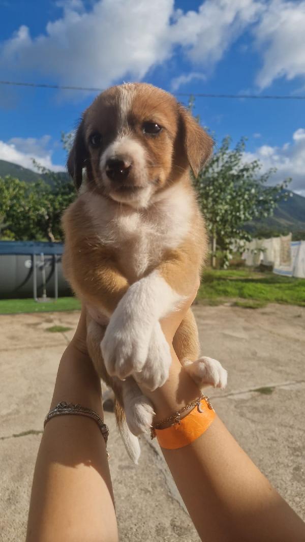 spettacolari cuccioli di 2 mesi e mezzo Foto 2