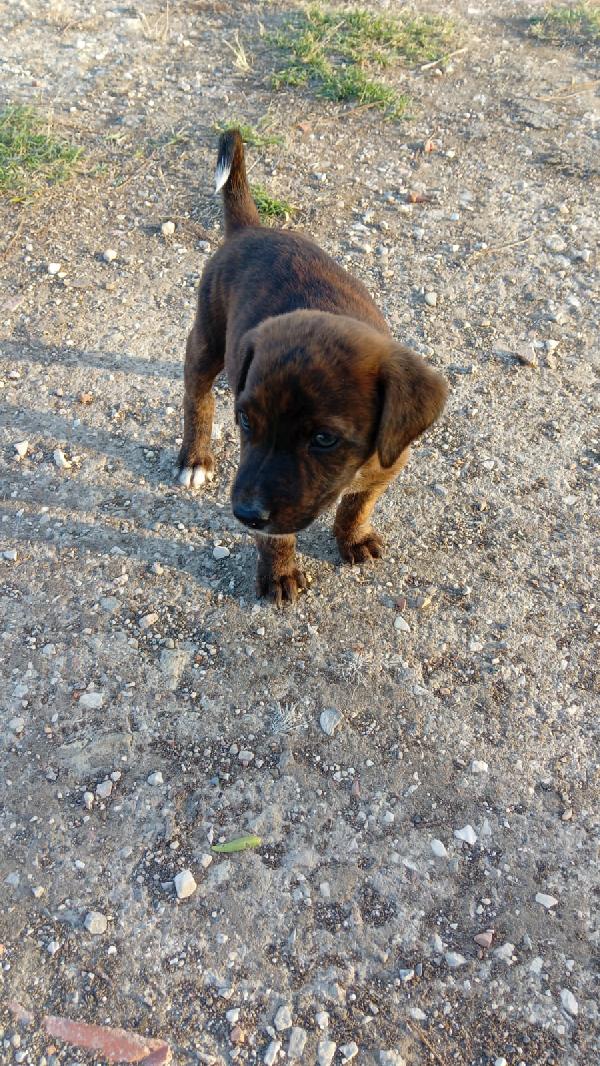 spettacolari cuccioli di 2 mesi e mezzo Foto 3
