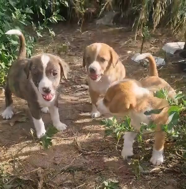 spettacolari cuccioli di 2 mesi e mezzo Foto 5