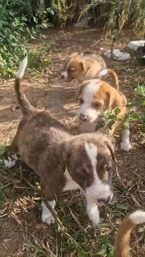 spettacolari cuccioli di 2 mesi e mezzo Foto 6