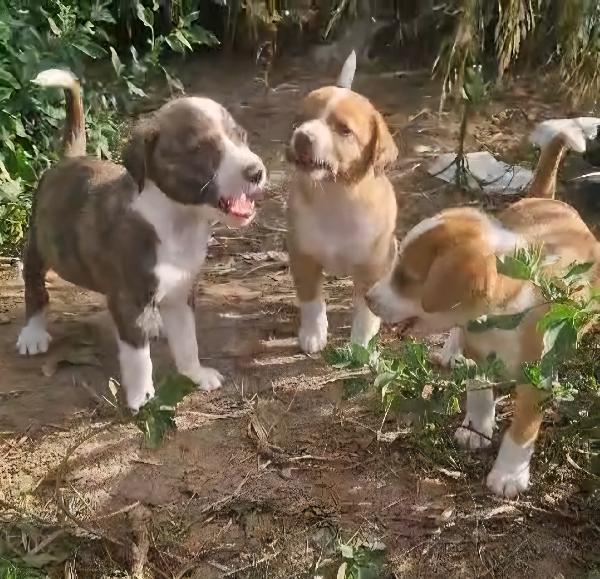 spettacolari cuccioli di 2 mesi e mezzo Foto 7