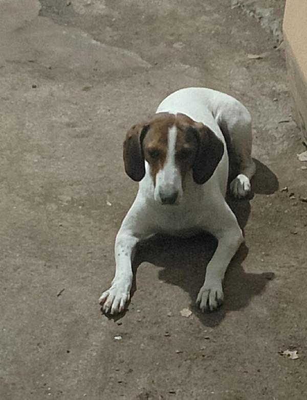 BELLA segugia maremmana 4 anni Foto 2