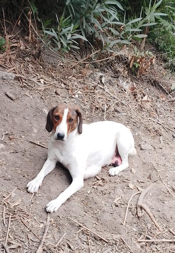BELLA segugia maremmana 4 anni Foto 3