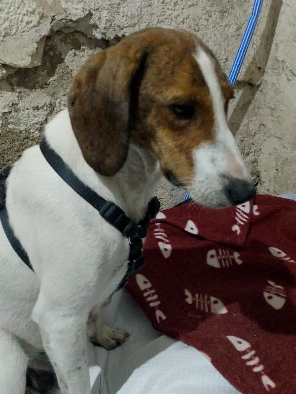 BELLA segugia maremmana 4 anni Foto 4