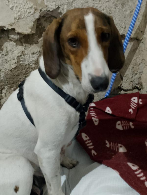BELLA segugia maremmana 4 anni Foto 5