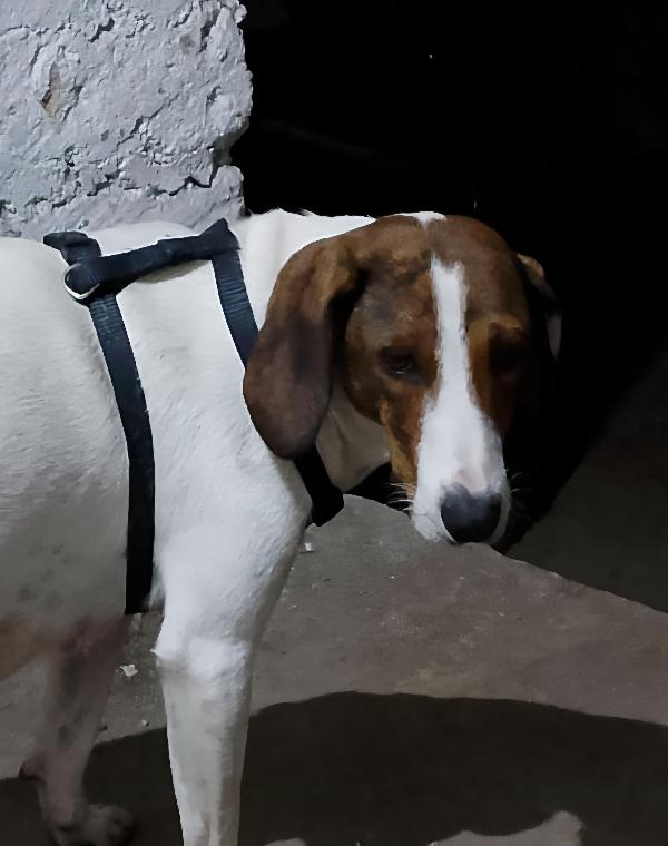 BELLA segugia maremmana 4 anni Foto 6