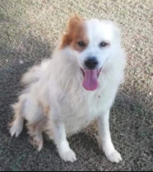 Paco 15Anni Troverà Mai Casa?Taranto