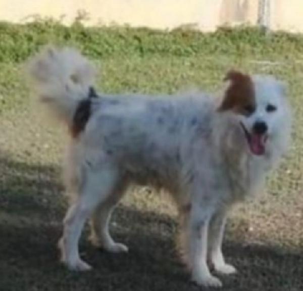 Paco 15anni troverà mai casa?TARANTO Foto 2