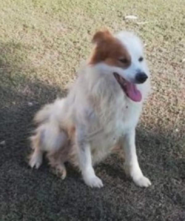 Paco 15anni troverà mai casa?TARANTO Foto 3
