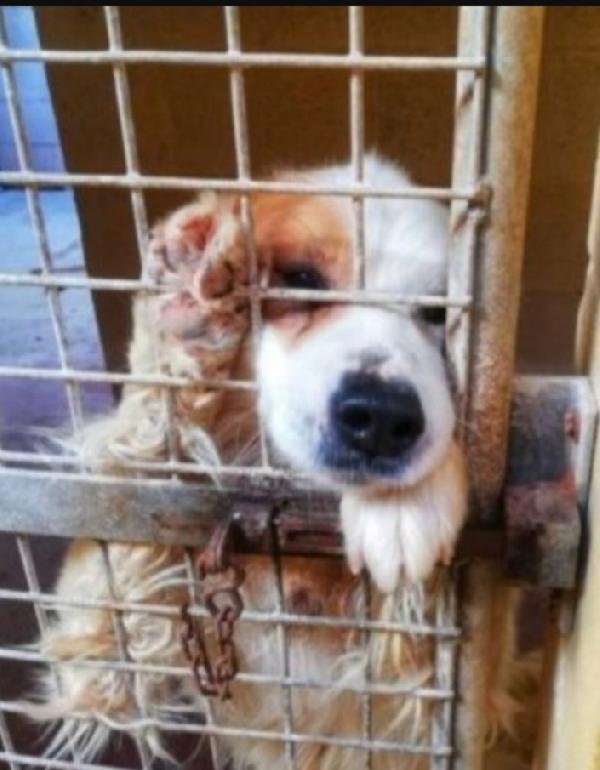 Paco 15anni troverà mai casa?TARANTO Foto 4