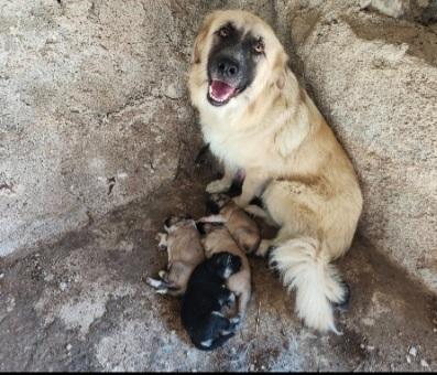2Mamme Mollate Coi Cuccioli!! Aiutoooo Agrigento