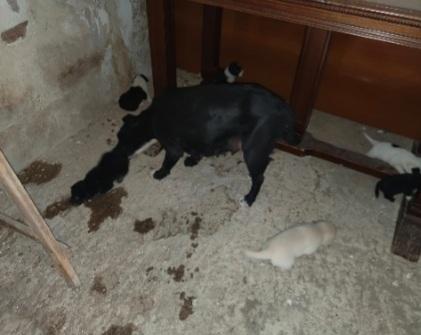 2mamme mollate coi cuccioli!! AIUTOOOO AGRIGENTO Foto 2