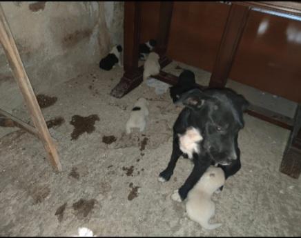 2mamme mollate coi cuccioli!! AIUTOOOO AGRIGENTO Foto 3