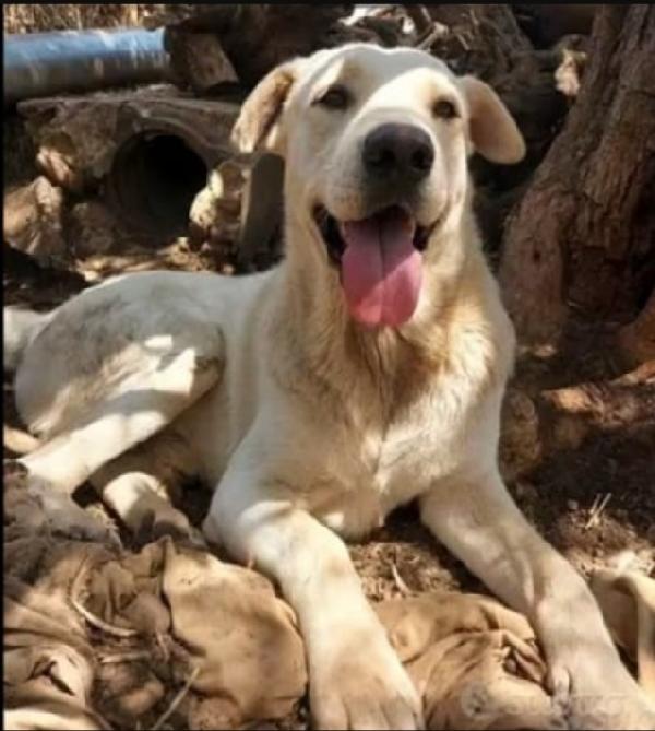 Germano Mix Labrador 3Anni E 1/2 Cresce In Recinto..