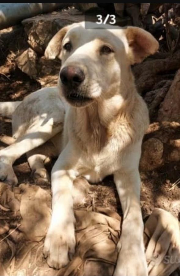 Germano mix Labrador 3anni e 1/2 cresce in recinto.. Foto 2