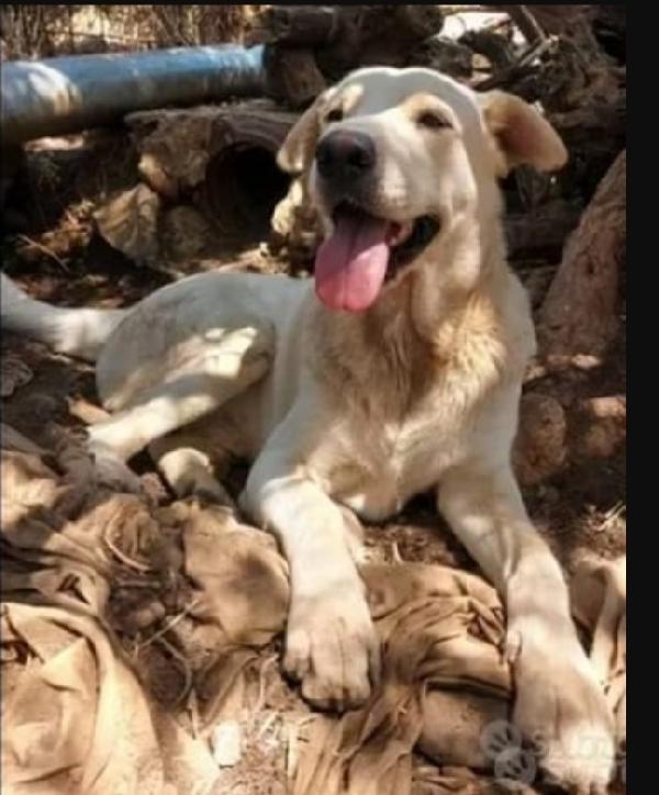 Germano mix Labrador 3anni e 1/2 cresce in recinto.. Foto 3
