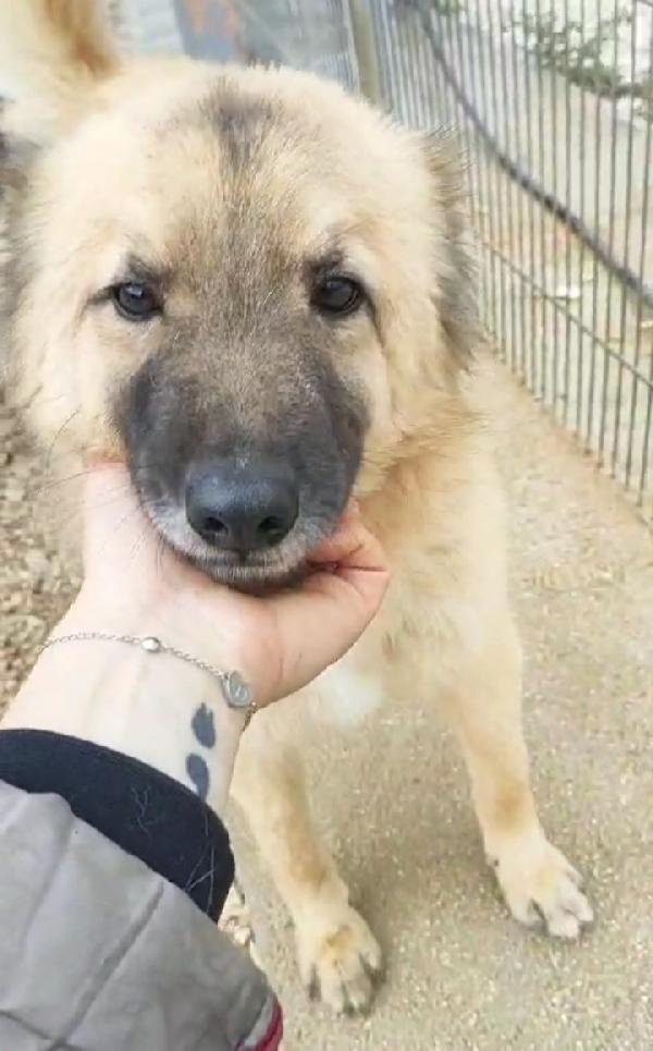 Brando/Ennio 3Anni In Box Insieme Da Cuccioli.puglia