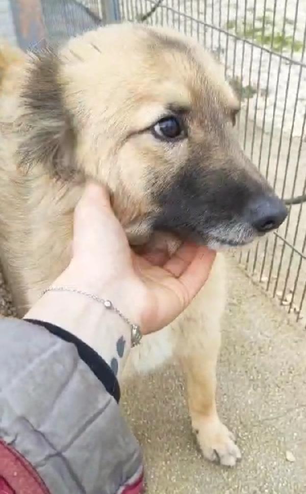 Brando/Ennio 3anni in box insieme da cuccioli.PUGLIA Foto 2