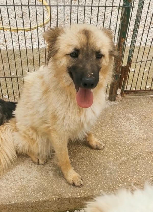 Brando/Ennio 3anni in box insieme da cuccioli.PUGLIA Foto 3