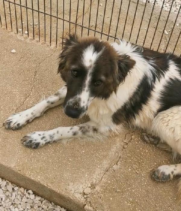 Brando/Ennio 3anni in box insieme da cuccioli.PUGLIA Foto 4