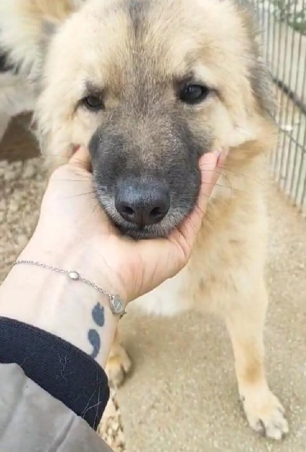 Brando/Ennio 3anni in box insieme da cuccioli.PUGLIA Foto 6