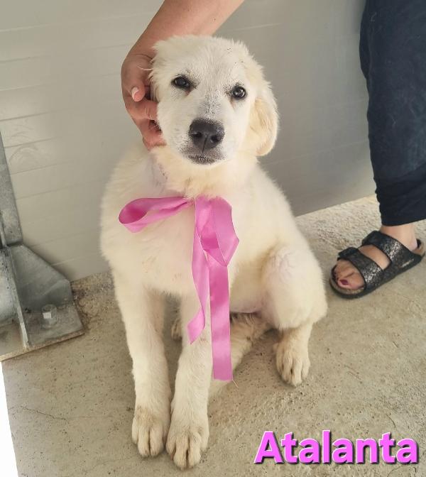 Atalanta Cucciola Taglia Grande