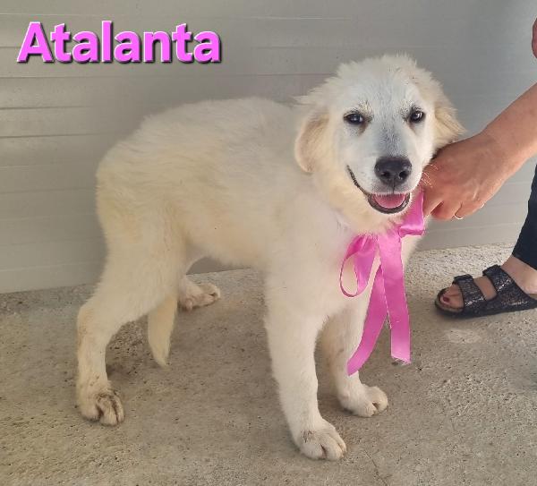ATALANTA CUCCIOLA TAGLIA GRANDE Foto 2