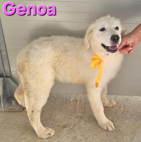 GENOA CUCCIALA PASTORE ABRUZZESE Foto 4