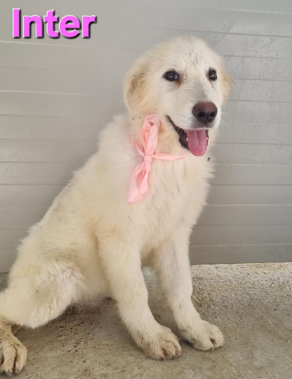 Cucciola Femmina Pastore Abruzzese