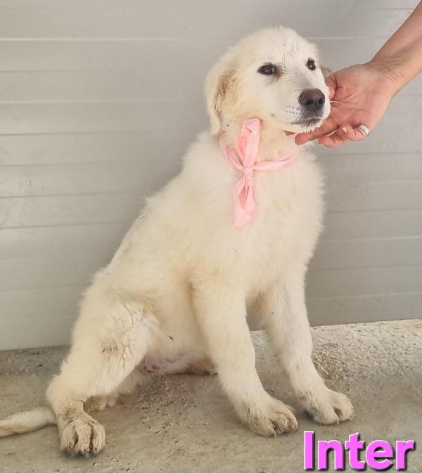 CUCCIOLA CUCCIOLA PASTORE ABRUZZESE Foto 3