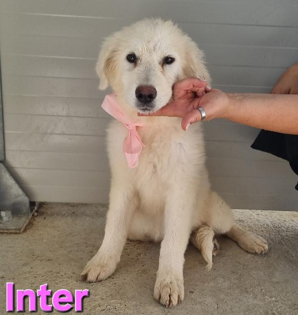CUCCIOLA CUCCIOLA PASTORE ABRUZZESE Foto 5