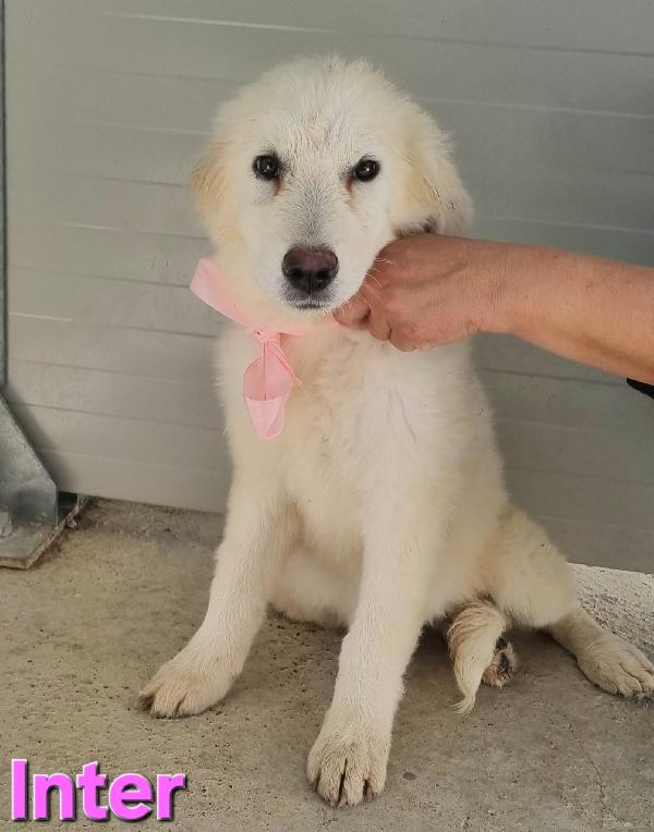 CUCCIOLA CUCCIOLA PASTORE ABRUZZESE Foto 6
