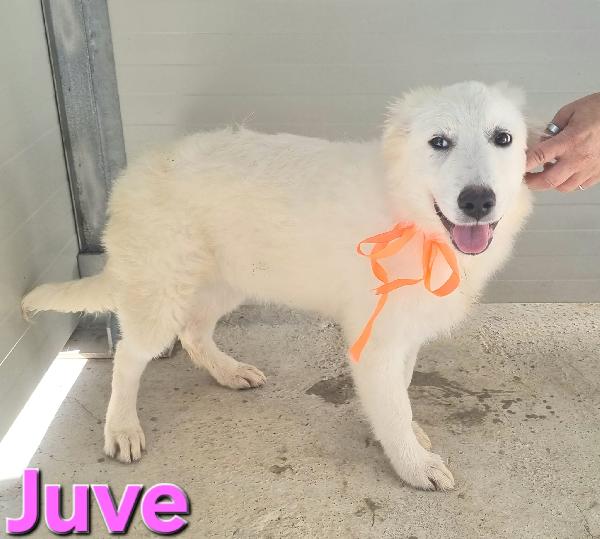JUVE CUCCIO PASTORE ABRUZZESE Foto 4