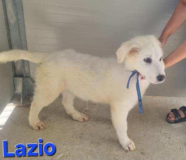 LAZIO CUCCIOLO PASTORE ABRUZZESE Foto 2