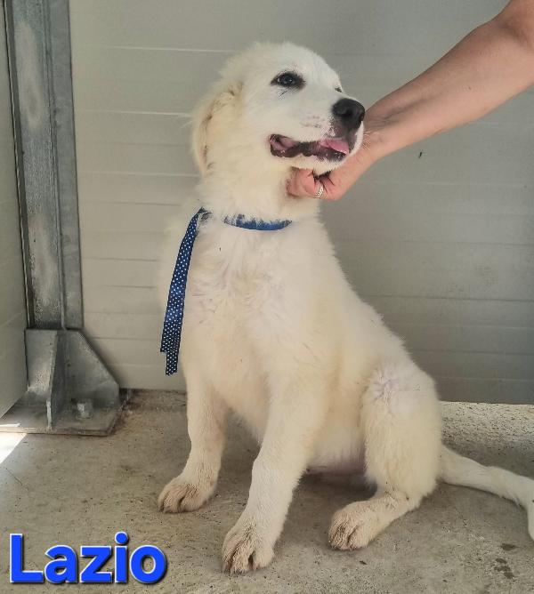 LAZIO CUCCIOLO PASTORE ABRUZZESE Foto 4