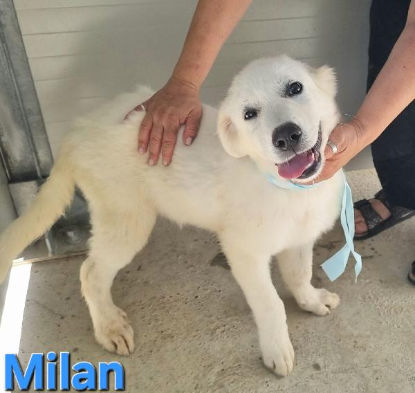 Milano Cucciola Pastore Abruzzese