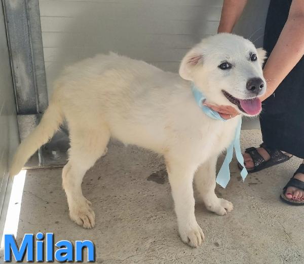 MILANO CUCCIOLA PASTORE ABRUZZESE Foto 4