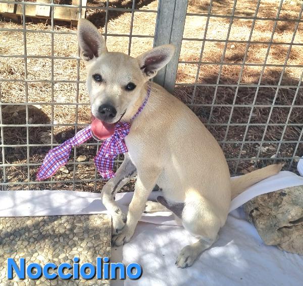 NOCCIOLONI CUCCIOLO TAGLIA PICCOLA Foto 5