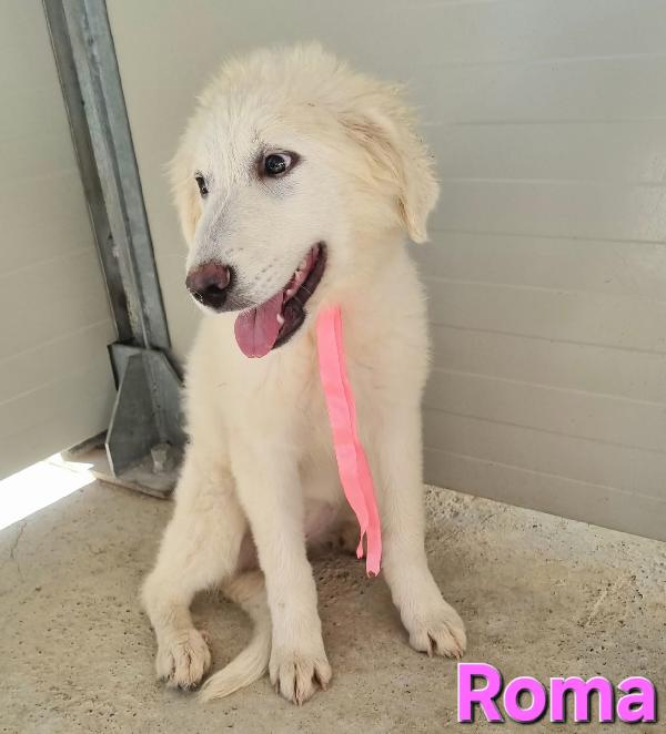 ROMA CUCCIOLA PASTORE ABRUZZESE Foto 2