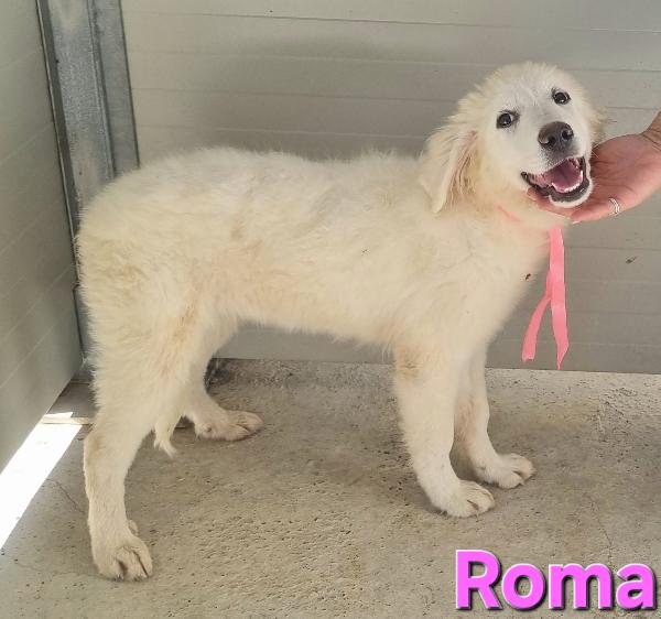 ROMA CUCCIOLA PASTORE ABRUZZESE Foto 5