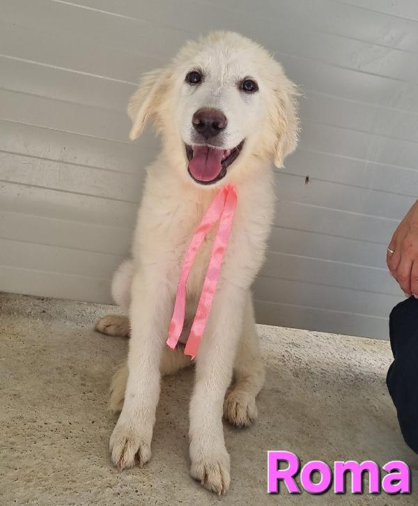 ROMA CUCCIOLA PASTORE ABRUZZESE Foto 6