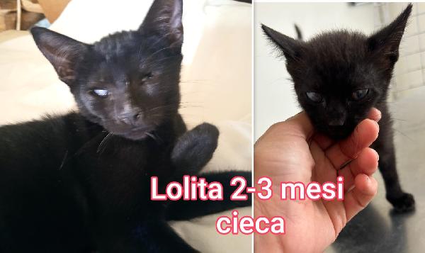 Miciottini bellissimi  Foto 5