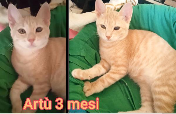 Miciottini bellissimi  Foto 6
