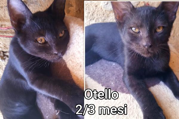 Miciottini bellissimi  Foto 7