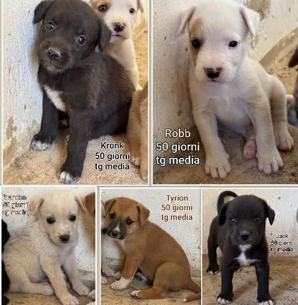 Cucciolotti Adozioni
