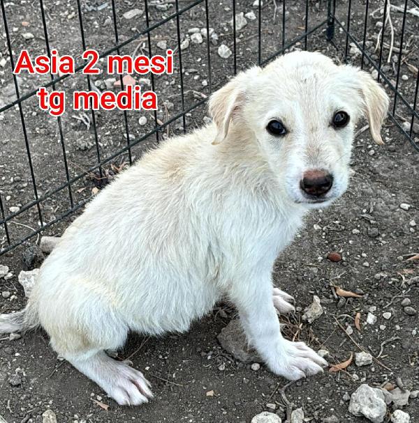 Cucciolotti adozioni Foto 2